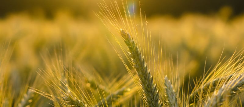 Malting barley - Agri