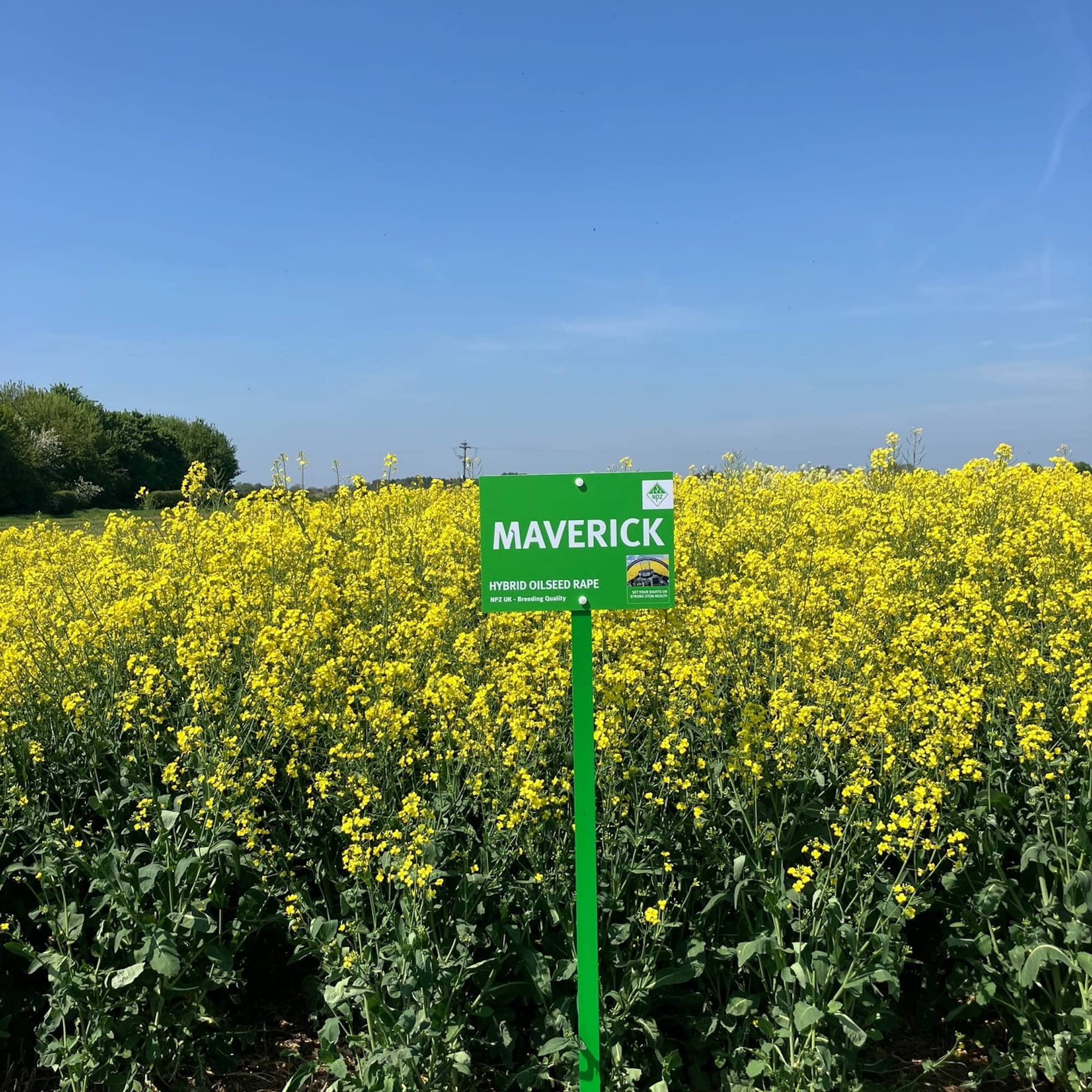 Maverick - Image 2